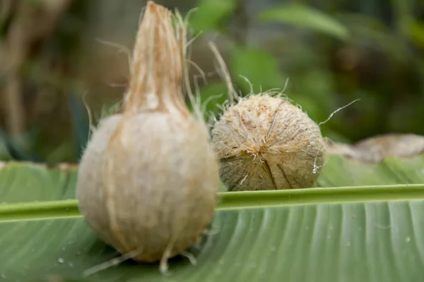 Friss barna kókuszdió zöld banánlevéllel a természetben. — Stock Fotó