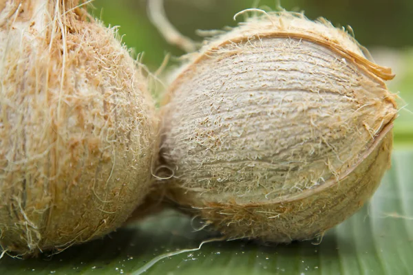 Close up de cocos frescos em um fundo de natureza , — Fotografia de Stock