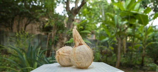 自然を背景にした新鮮な茶色のココナッツ. — ストック写真