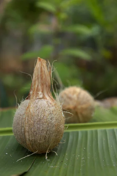 Closeup cocos castanhos frescos com folha de banana verde no fundo da natureza . — Fotografia de Stock