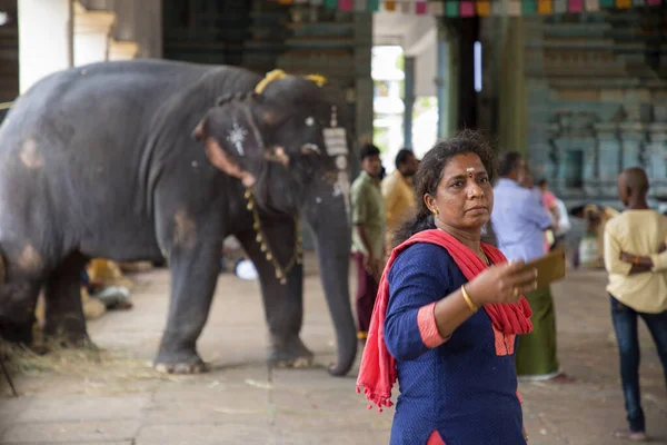 Chennai, India - augusztus 23, 2019: Indian Woman Take Selfie With Elephant in south asian temple, India. — Stock Fotó