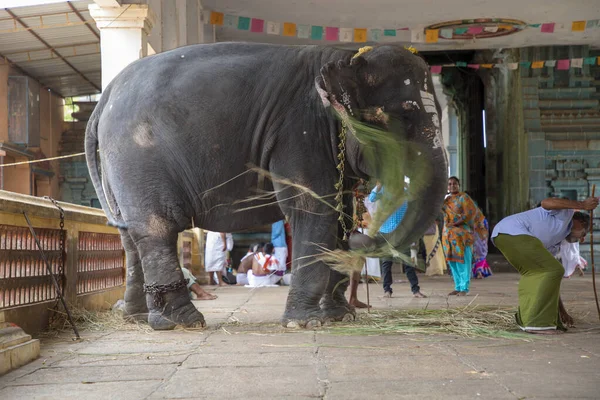 Chennai, Hindistan - 23 Ağustos 2019: Hint Tapınağının Önündeki Fil — Stok fotoğraf