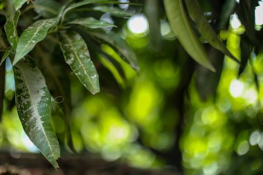 Bokeh efektli güzel mango ağacı yaprağı manzarası