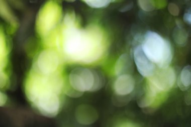 Güneşli soyut yeşil doğa arka planı, seçici odak