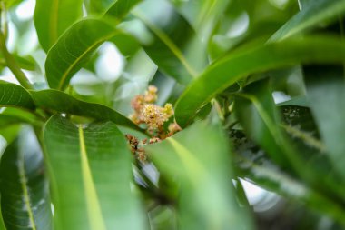 Çiçek açmış güzel mango çiçeği
