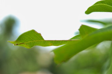 Kurutulmuş mango yaprakları hala ağaçtan. mango ağacı yaprakları