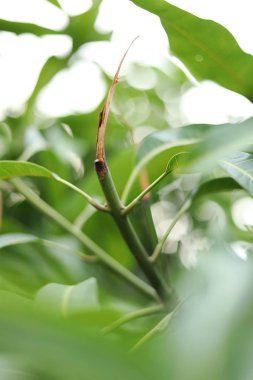 Mango yaprağının yeşil arkaplanı.