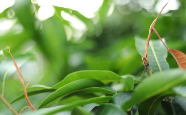 Mango yaprağının yeşil arkaplanı.