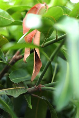 Ağaçtan sarkan kuru mango yaprakları. mango ağacı yaprakları