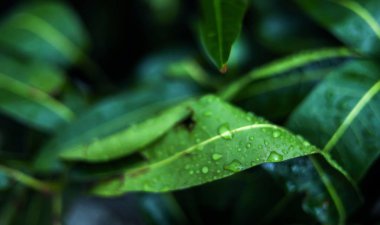Yağmurdan sonra mango yaprakları ve çiy damlaları.
