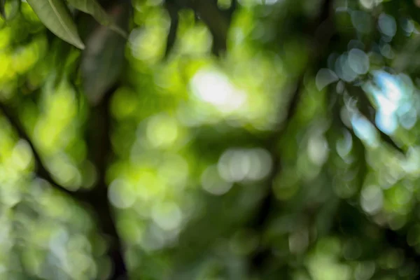 Zielony bokeh na natura defocus sztuka abstrakcyjny rozmycie tło — Zdjęcie stockowe