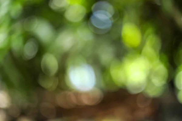 Zielone tło liści. Liść zamazany. Krąg bokeh z liści ze światłem świecącym przez. Koncepcja ekologicznego świata — Zdjęcie stockowe