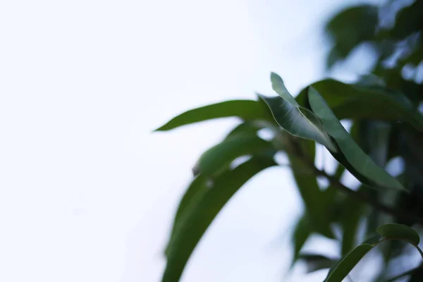 Fresh green mangoes on a mango tree. — ストック写真