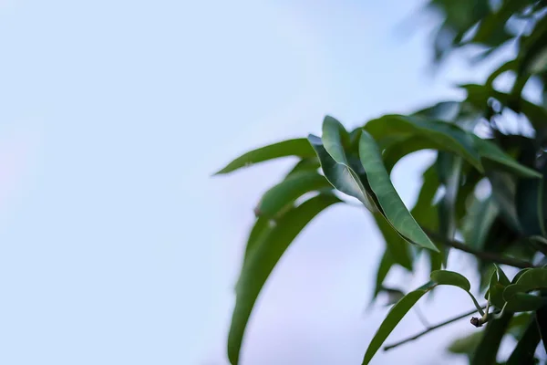 Zielony liść ramki izolowane na tle niebieskiego nieba, Liście mango — Zdjęcie stockowe