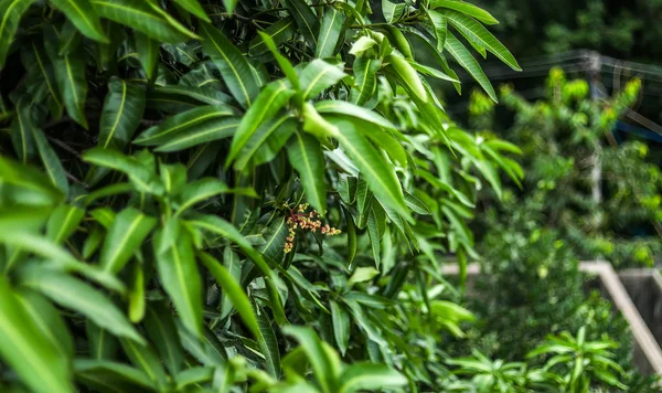 Zielone tło liści mango. — Zdjęcie stockowe