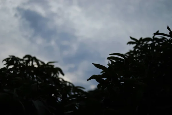 Leaves and branches of a mango tree against a background of blue sky. — ストック写真