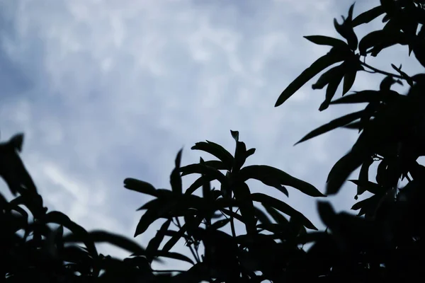 Silhouette shot of Mango tree on blue sky background. — ストック写真