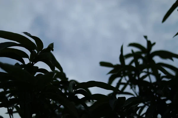 Leaves and branches of a mango tree against a background of blue sky. — ストック写真