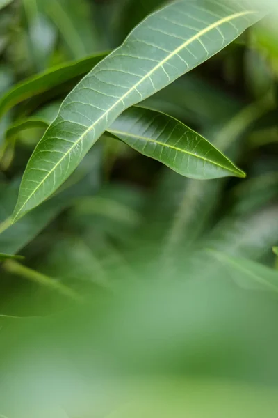 망고 나무의 잎 과 자연적 인 잎의 배경 — 스톡 사진
