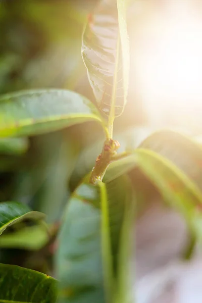 망고 잎 가까이 있는 아름다운 햇빛 이 있는 푸른 망고 잎 위에 물방울을 놓는다. — 스톡 사진