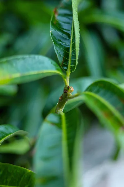 녹색 망고 잎 위에 있는 물방울 — 스톡 사진