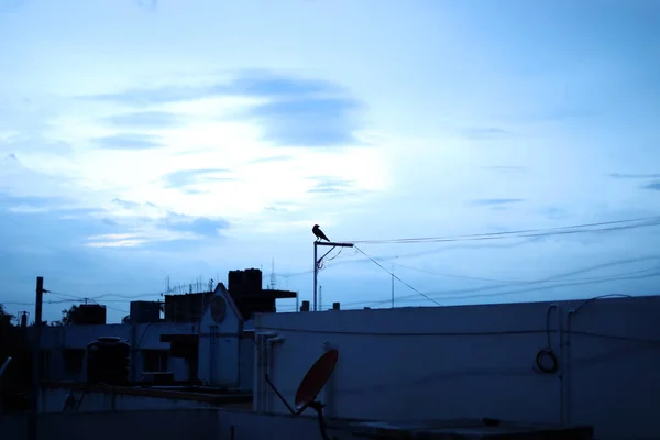 乌鸦坐在屋顶上排成一排。 鸟儿在屋顶上 深蓝色天空背景 — 图库照片