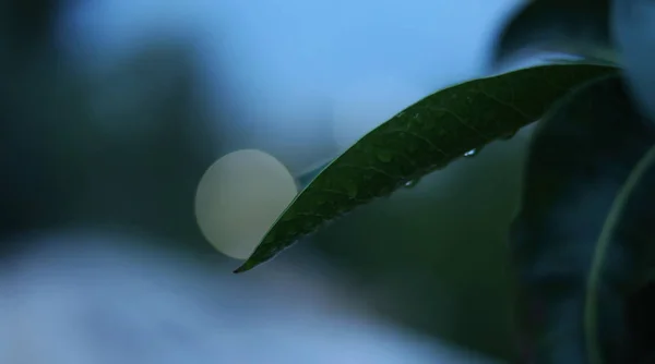 Folha verde de manga com gota de chuva sobre ele após a chuva — Fotografia de Stock