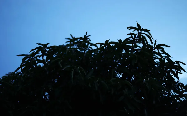 Drzewko mango sylwetki z pięknym zachmurzonym zachodem słońca, widok chmur i piękne niebo, — Zdjęcie stockowe