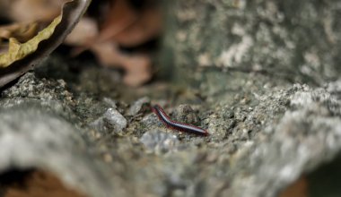 Kırkayaklar evin çatısında sürünüyorlar.