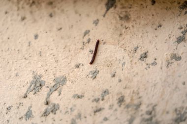 Kırkayaklar evin duvarında sürünüyorlar.