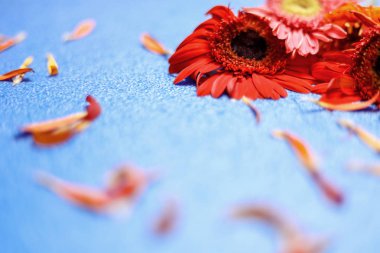 Açık mavi arkaplanda çiçekler. Bir Metin Üst Görünümü için Boş Yer