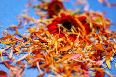 Açık mavi arka planda renkli çiçekler. Üst Görünüm