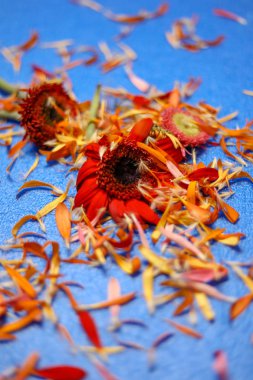 Açık mavi arka planda renkli çiçekler. Üst Görünüm