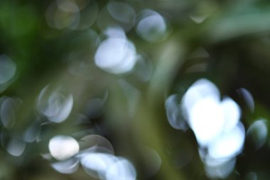 Bokeh arkaplana sahip yeşil doğa arkaplanı