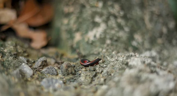 Milpiés se arrastran a la naturaleza — Foto de Stock