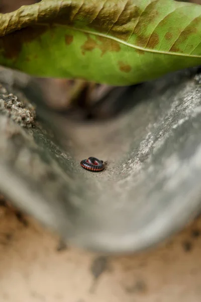 Millipedes Slapen in droge bladeren schaduw op het dak van het huis — Stockfoto