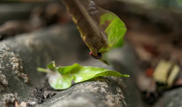 Millipèdes rampent avec une feuille sèche — Photo