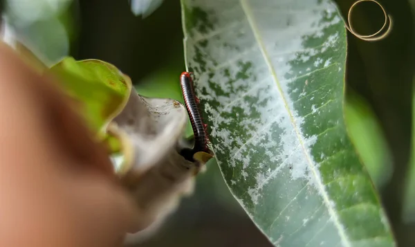 Millipèdes rampent avec une feuille sèche — Photo