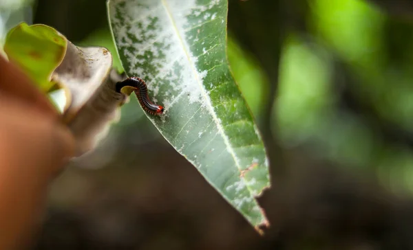 Millipedes kruipen met droge bladeren — Stockfoto
