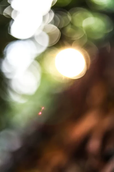 Fundo natureza verde com fundo bokeh e raio de luz solar — Fotografia de Stock