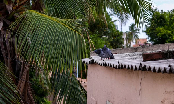 Um tiro de alguns pombos selvagens sentados no telhado da casa . — Fotografia de Stock