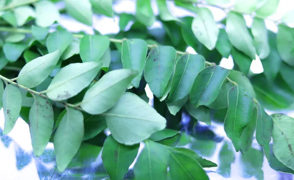Gezonde curry bladeren kruid op witte achtergrond — Stockfoto