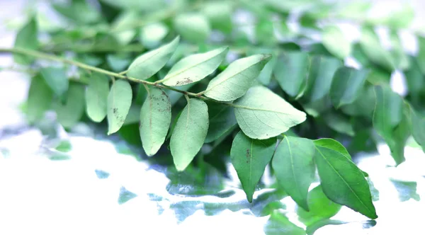 Green curry or Sweet neem leaves — Stock Photo, Image