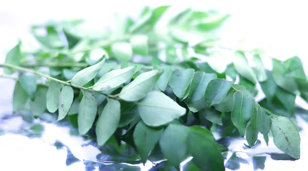 Healthy curry leaves herb on white background — Stock Photo, Image