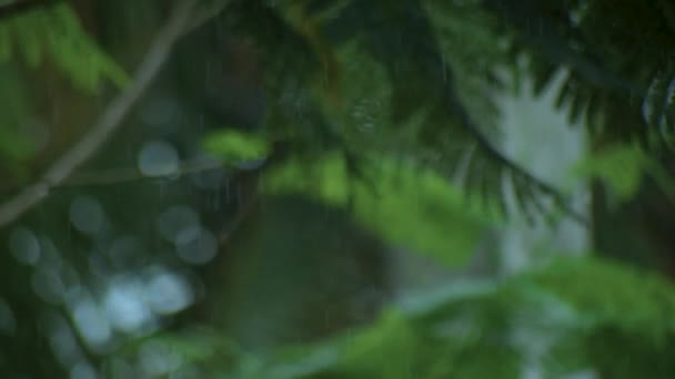 Raindrops falling on a blurred out of focus nature background. — Stock Video