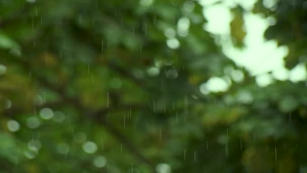 Kropla wody spada na ziemię, natura bokeh tła.krople deszczu kapie — Wideo stockowe