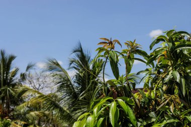Meyve bahçesindeki ağaçta mango yaprakları, doğal yapraklar.