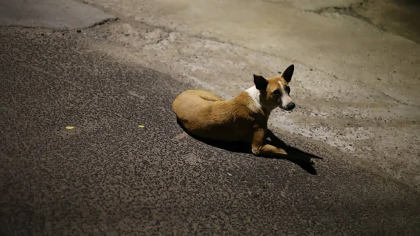 Cão Deitado Ruas Vazias — Fotografia de Stock