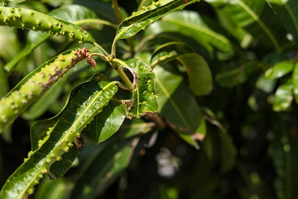 Plant diseases and damage. Mango leafs