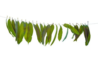 Hint çiçek çelengi, mango yaprakları ve kadife çiçekleri. Ugadi diwali ganesha festivali
